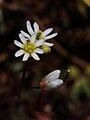 Frühlings-Hungerblümchen Draba verna