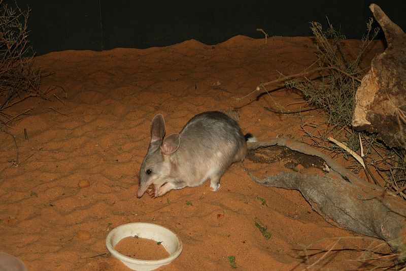 File:Easter Bilby.jpg