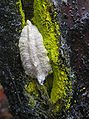 Egg case in lichen-encrusted crack.jpg