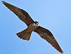 Eleonorenfalke („Falco eleonorae“)