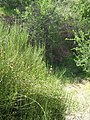 Ephedra chilensis