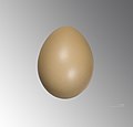 Huevo de Phasianus versicolor