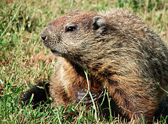 A groundhog, also known as a woodchuck.
