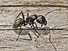 Carpenter ant, Camponotus vagus