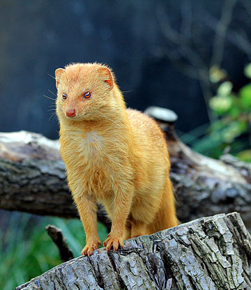 Mangusto-vermelho (Galerella sanguinea) no jardim zoológico de Praga, República Tcheca. (definição 2 000 × 2 313)