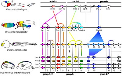 Homologous hox genes in such different animals as insects and vertebrates control embryonic development and hence the form of adult bodies. These genes have been highly conserved through hundreds of millions of years of evolution. Genes hox.jpeg