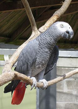  Perroquet gris