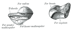 Člunkovitá kost. Gray's Anatomy, 1918