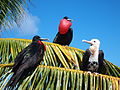 Bindenfregattvogel Palmyra Atoll