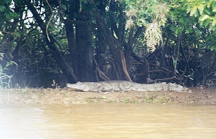 Кајмен на река Гуаратико.