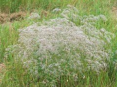 Baby's Breath - Gypsophila paniculata