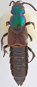 Darwinilus sedarisi