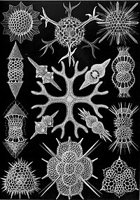 Haeckel Spumellaria.jpg