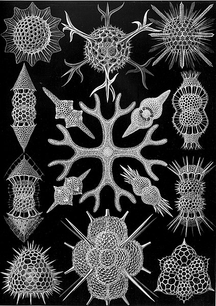423px-Haeckel_Spumellaria.jpg