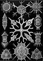 Radiolarians, by Ernst Haeckel