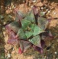 The "acuminata" ("pointed") variety of Haworthia pygmaea, with sharper pointed leaves