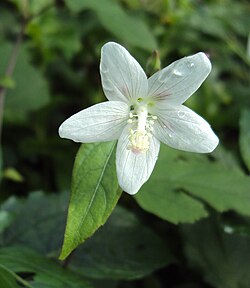 Hibiscus lobatus - Lobed Leaf Mallow 08.JPG