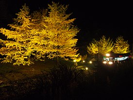 Вид в ночное время