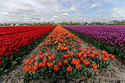 Tulips in 't Veld