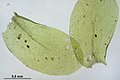 Homalia trichomanoides (er, 144657-474759) 8860. 
 JPG