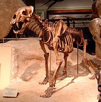 Homotherium