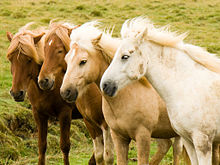 Message du Cheval dans CHEVAL 220px-Iceland_horse_herd_in_August