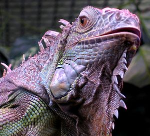 Iguana iguana close up small