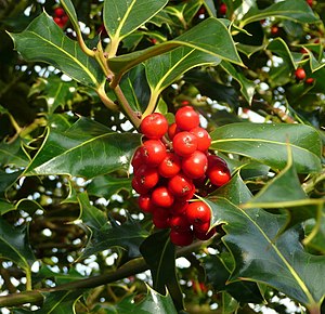 English: Ilex species; Common Holly. I noticed...