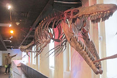 JVBA Mosasaur 6-09-2010.jpg