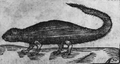 Ichneumon, woodcut for book Putování