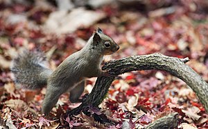 ニホンリス (Sciurus lis)、静岡県裾野市の十里木にて 作者：Ma2bara