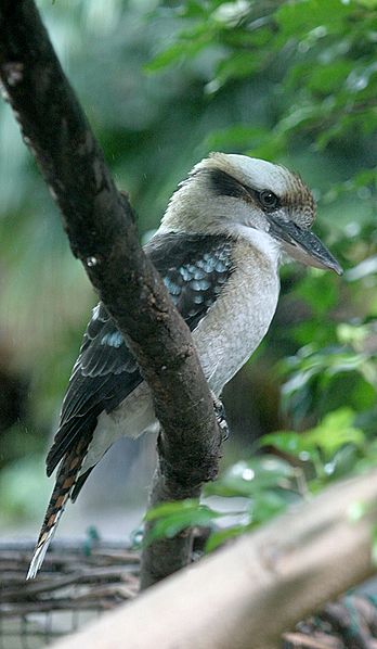 File:Laughing Kookaburra.jpg