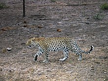 Leopard - Sabi Sabi - South Africa.jpg