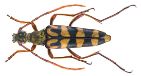 Leptura annularis