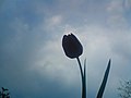 Lila tulipán az égben