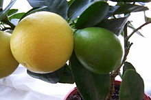 Limequat.jpg