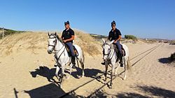 Members of GNR wearing typical pointed bivaques, while patrolling a Portuguese beach on horse. Lusitano horses, GNR cavalry (Portugal).jpg