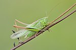 Bicolorana bicolor – Männchen