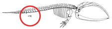 The skeleton of a bowhead whale with the hind limb and pelvic bone structure circled in red. This bone structure stays internal during the entire life of the species. Mystice pelvis (whale).png