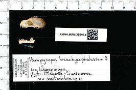 Platyrrhinus brachycephalus