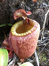 Nepenthes peltata แสดงให้เห็นถึงความหลากหลายของหม้อในรูปทรงและสีสัน