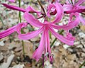 Miniatura para Nerine bowdenii