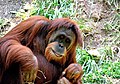 Sumatraanse orang-oetan in de dierentuin van Cincinnati