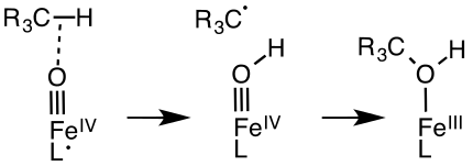 Rôle du fer héminique du cytochrome P450.