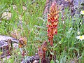 Orobanche gracilis Habitat 2013-4-25 SierraMadrona.jpg