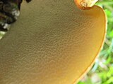 Polyporus squamorus pores