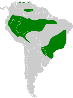 Distribución geográfica del anambé castaño.