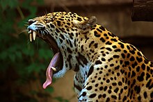 Jaguar Pics