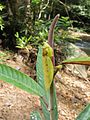 Parymenopus davisoni (Малайзія)