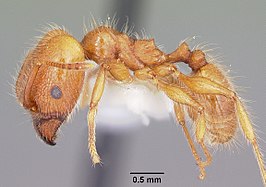 Pheidole porcula